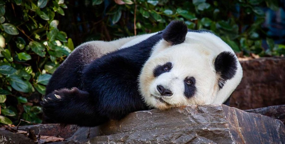 панда, австралия, китай, панда дипломатия