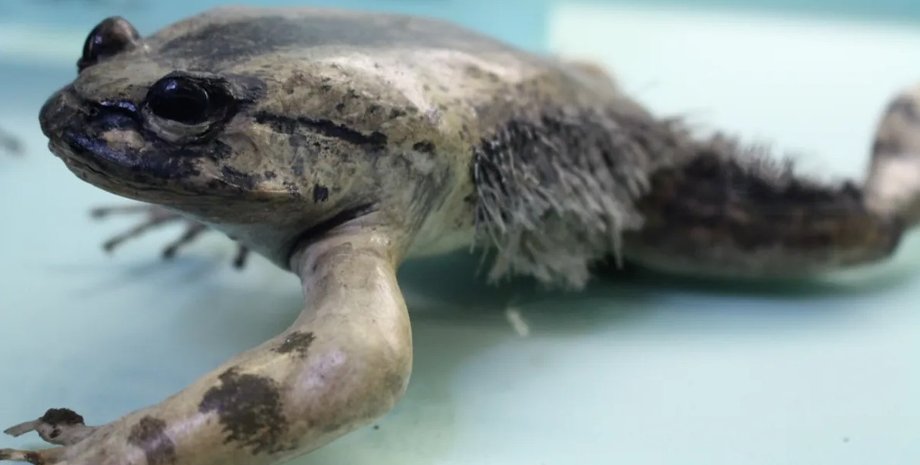 волосатая лягушка