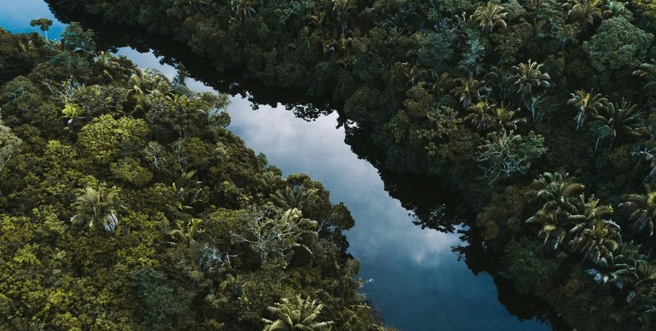 амазонка тропический лес