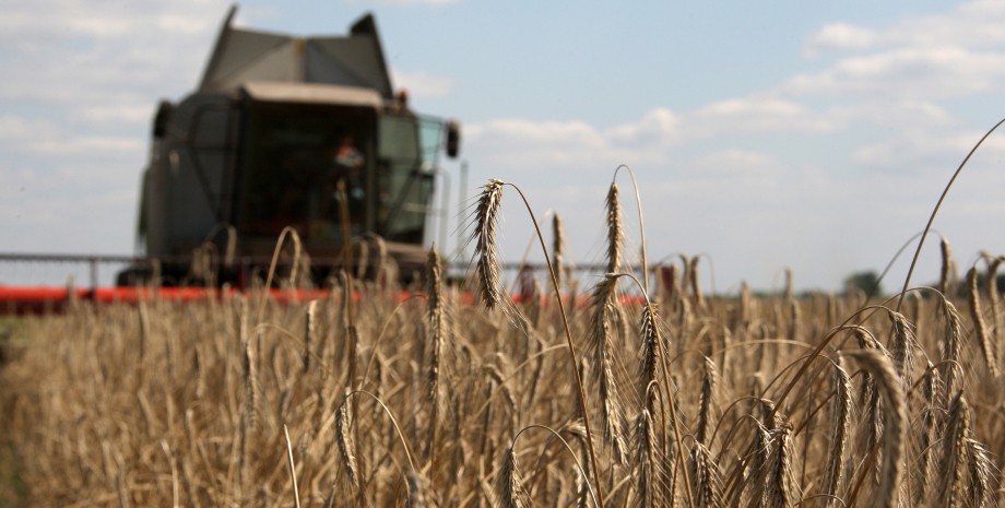 Зерно, збір зерна, поле, пшениця