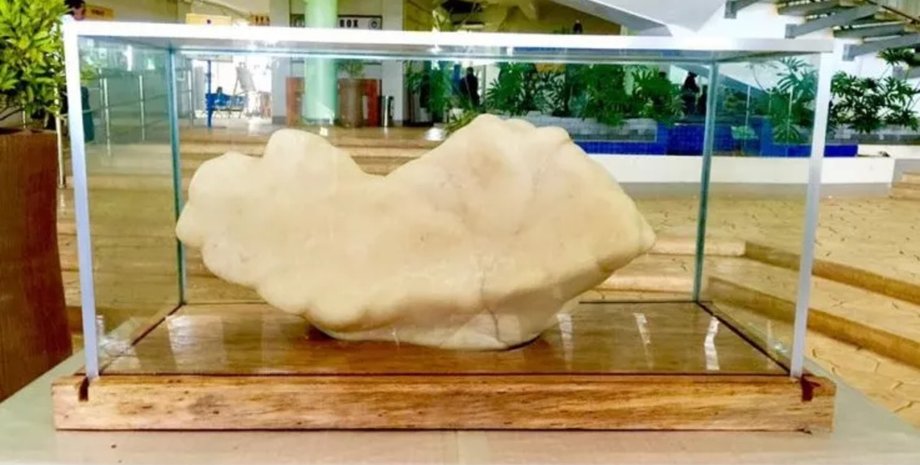 Найбільша перлина у світі, перлина, перлина, барокова перлина, незвичайна перлина, рідкісна перлина, незвичайна форма, рідкісна перлина