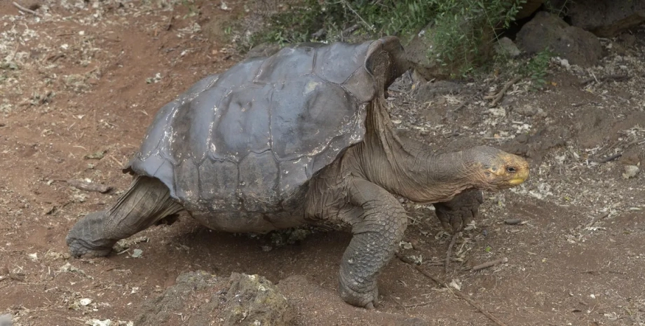 Галапагоська гігантська черепаха