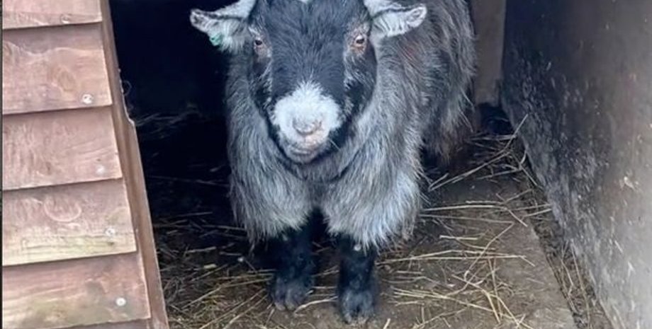 козел гарри