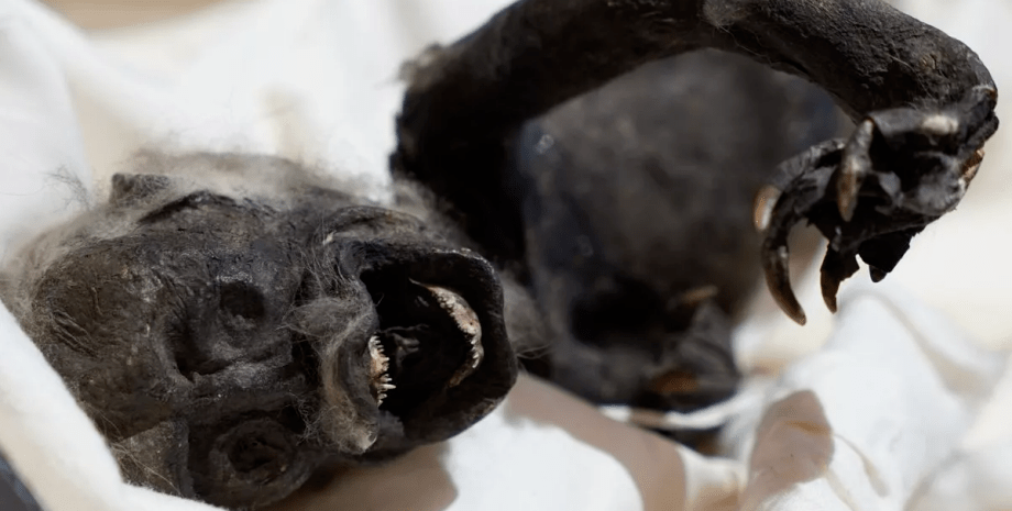 Мумия русалки Мумия русалки, необычное существо, останки животного, русалка, экспонат русалки, японская мифология, исследование мумии