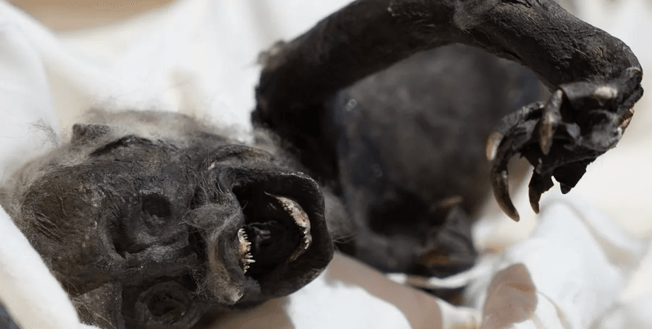 Мумия русалки, необычное существо, останки животного, русалка, экспонат русалки, японская мифология, исследование мумии