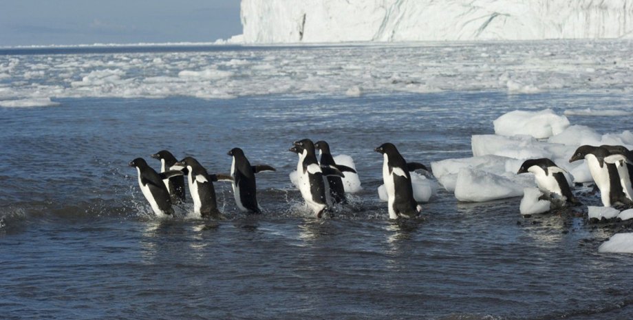 Пингвины в море Росса / Фото: oceanwide-expeditions.com