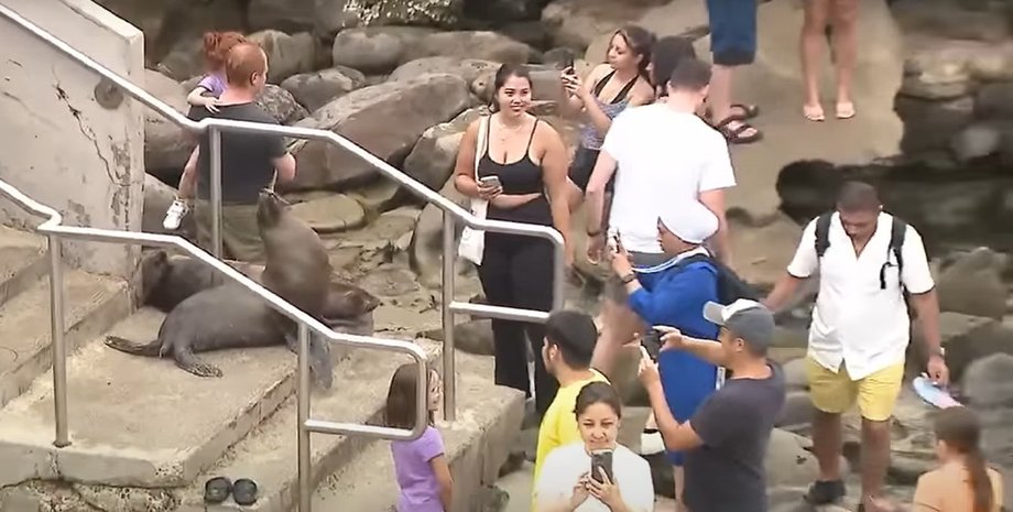 Морские львы, животные, напали на людей, туристы, пляж, морские обитатели, наглые туристы, бухта Ла Джолла, начали кричать