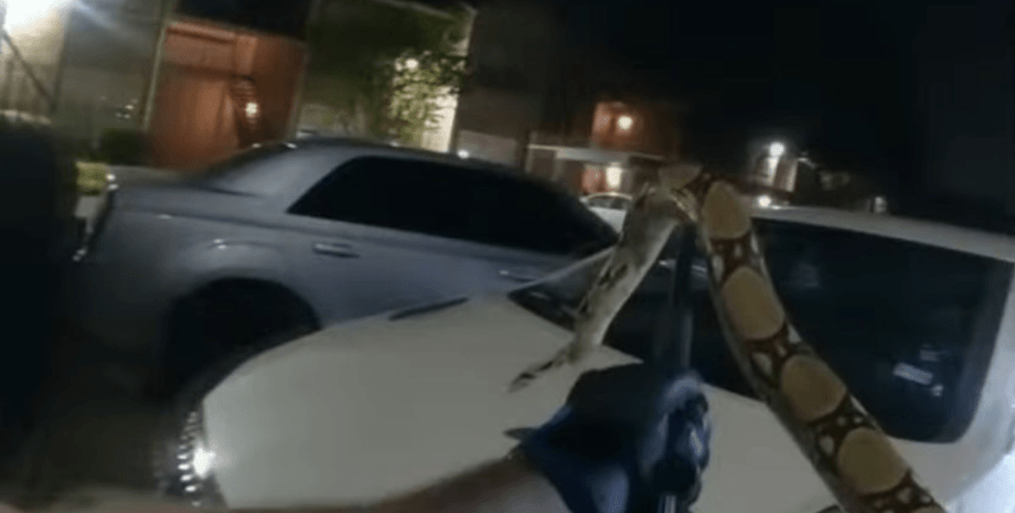 змея на парковке