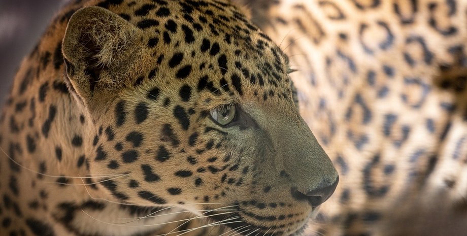 леопард, хижак, тварина