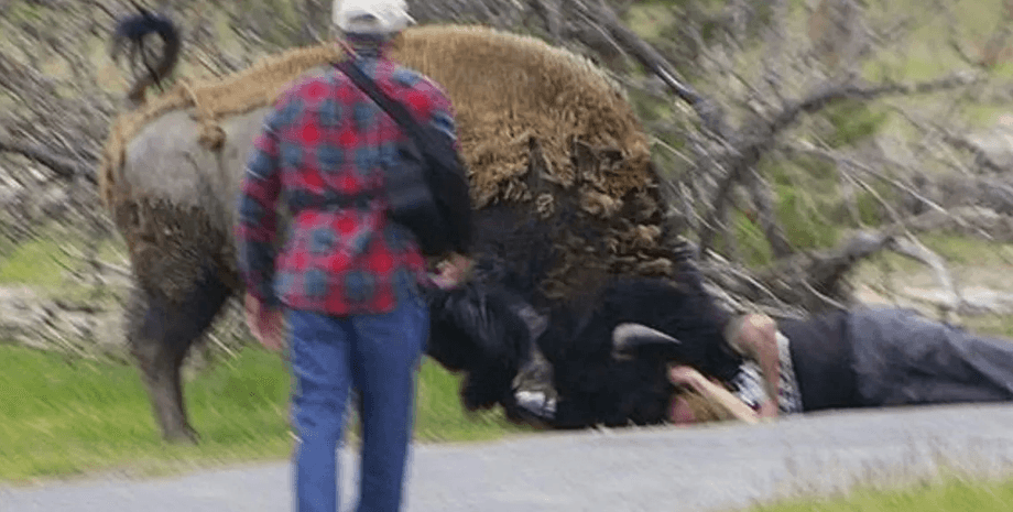 Бізон напав на туриста, національний парк, величезний бізон, Єллоустон, туристи, хотів зробити селфі, нахабний турист,