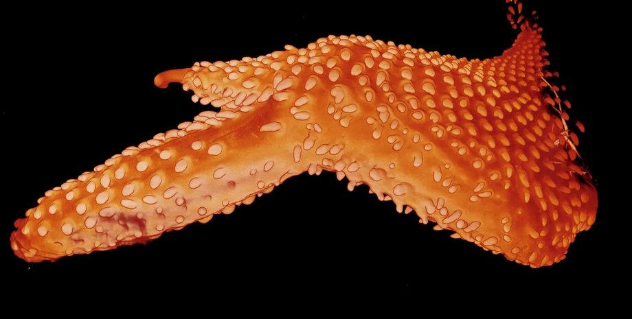 динозавры, куры, перья