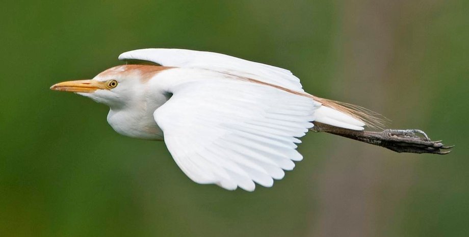 Египетская цапля, цапля, Антарктида, украинские полярники