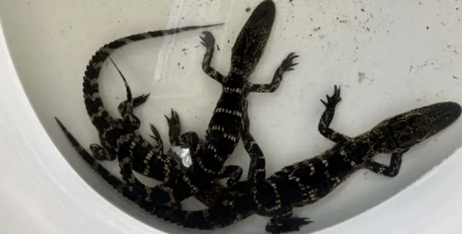 Алігатори у ванній, знайшов у ставку алігаторів, незаконно тримав диких тварин, рептилії, конфіскували тварин, обшук, жив з алігаторами