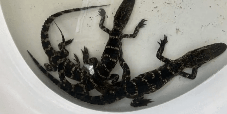 Алігатори у ванній, знайшов у ставку алігаторів, незаконно тримав диких тварин, рептилії, конфіскували тварин, обшук, жив з алігаторами