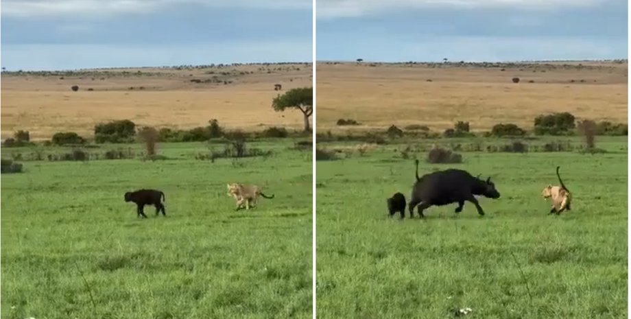 Буйвол вступил в бой против прайда львов, защищая своего детеныша