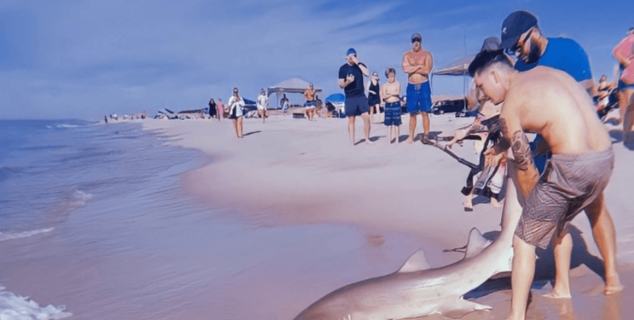 тигровая песчаная акула, акула на пляже,