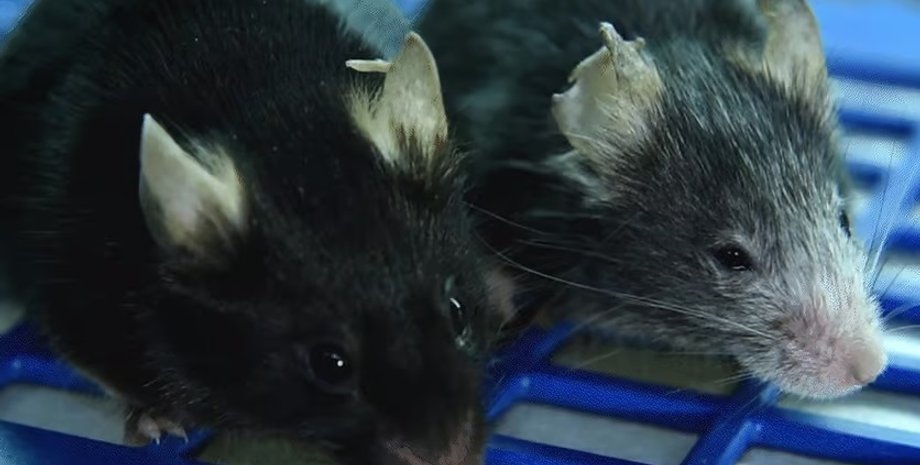 крысы, крыски, лабораторные мыши