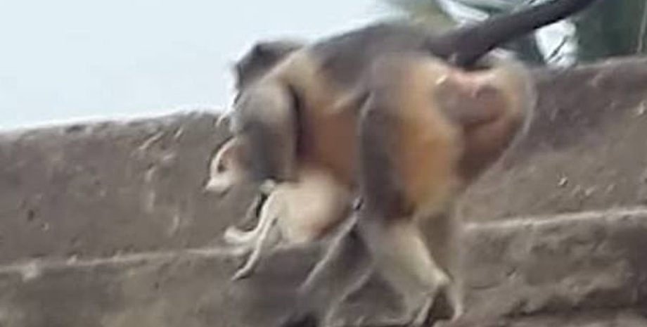 обезьяна , крыша, собака