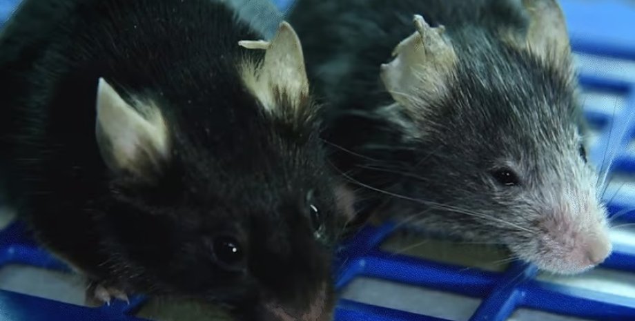 крысы, крыски, лабораторные мыши