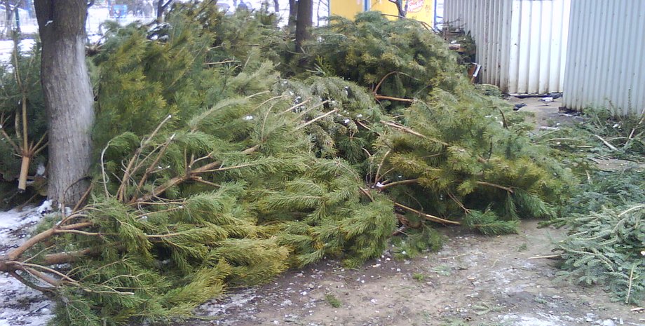 Фото: Думская