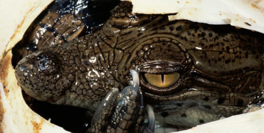 температура, кровь, эндотермы, эктотермы, животные, теплокровные, холоднокровные, теория, питание