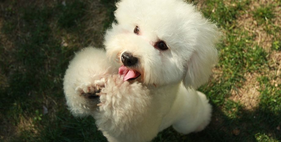 пудель, той-пудель, собака, щеня