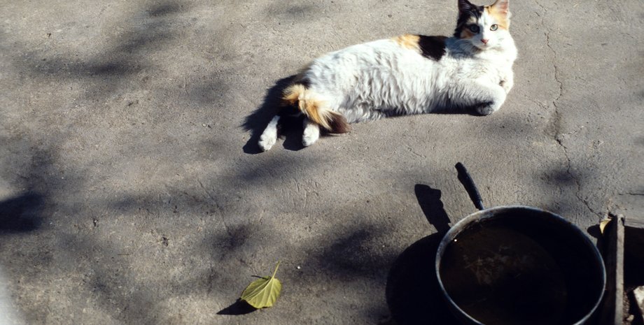кошки любят бетонные плиты