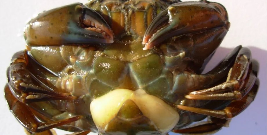 краб, паразит