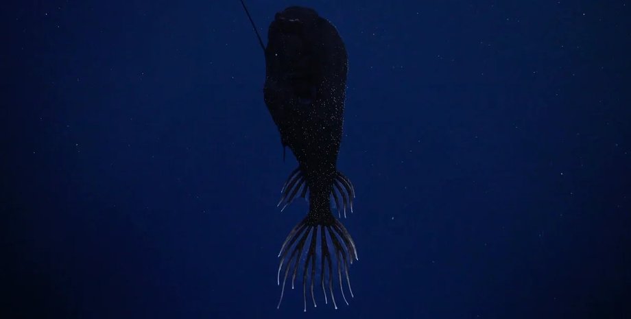 вудильник, риба вудильник