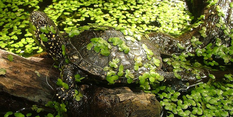 черепахи, раскопки, траншея, находка, захоронение, культура, останки, явление, домашние животные, одомашнивание, статья, животное, железный век