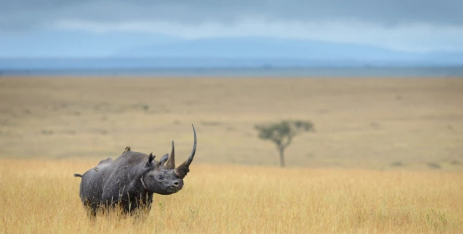носороги, порятунок носорогів, носоріг африка