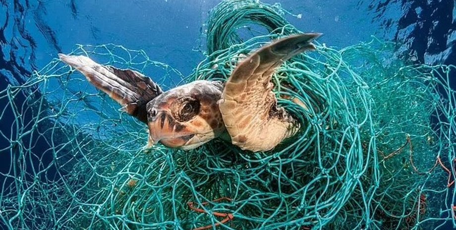 черепахи, черепахи сети, черепахи рыболовные сети