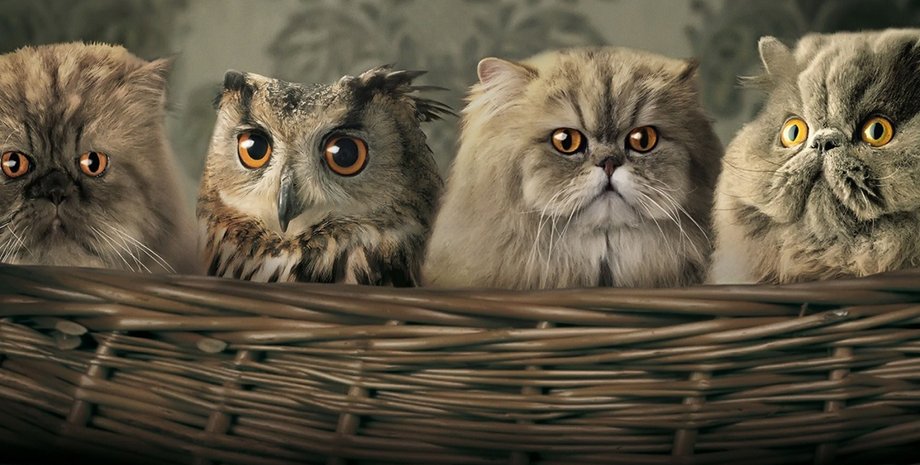 Фото: gutbilder.com