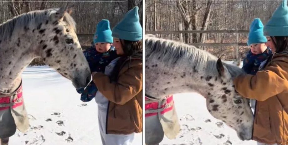 Лошадь, женщина с малышом, конь, лошадь указала на тайну, интуиция, женщина не подозревала о беременности, 25-летняя лошадь, соцсети, TikTok