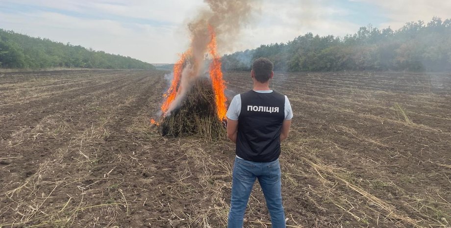 конопля, плантація коноплі, незаконне вирощування коноплі