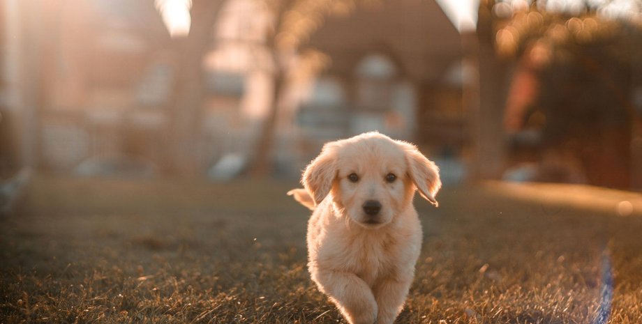 Собака біжить по траві