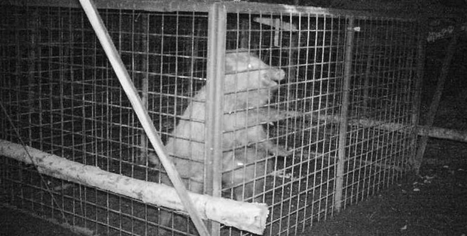 кабаны, кабан, спасатели