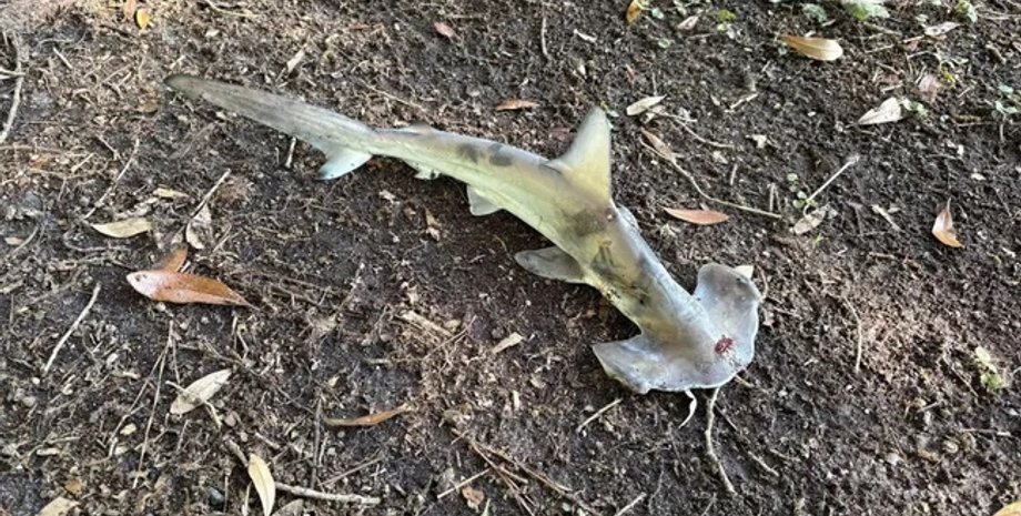 парк акула-молот