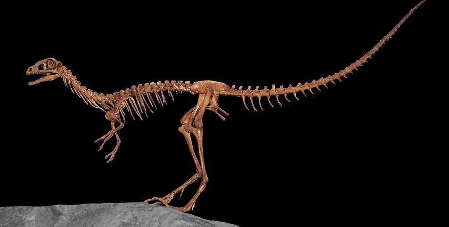 динозавр компсогнат