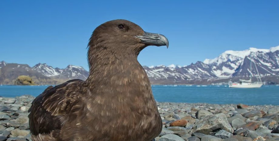 птицы, бурый поморник, птичий грипп