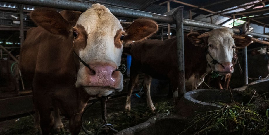 корови, ящур корови, корови хворі