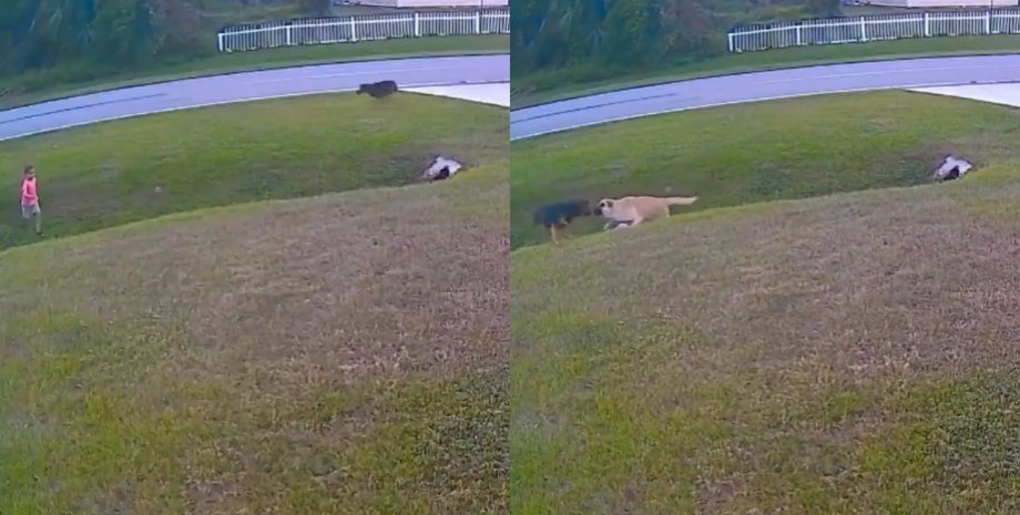 Собака отважно бросилась на защиту ребенка и стала звездой сети