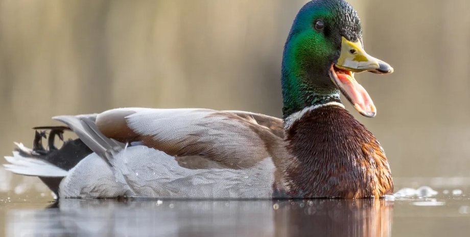 утка, утки имитируют речь, разговор уток