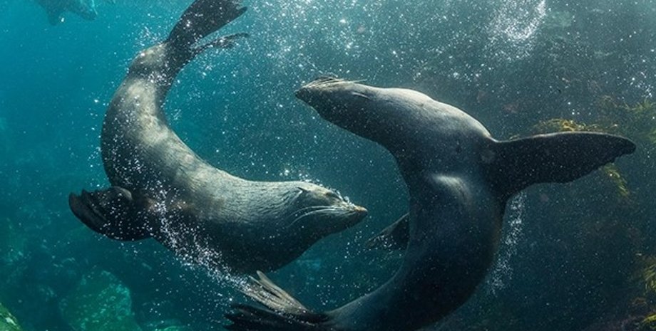 океан, железо в океане, жизнь в океане