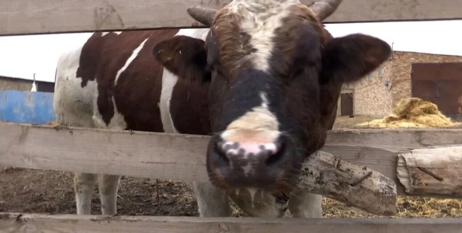 новости украины, война в украине, тикток, животные, волонтерство, дроны для ссср