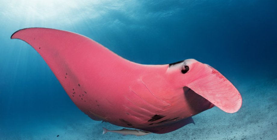 Фото: Kristian Laine/ Magnus News