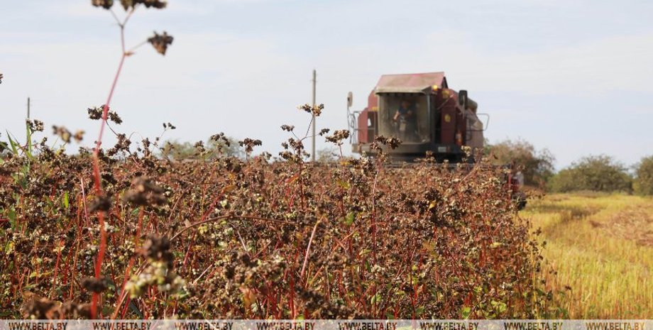 уборка гречихи, комбайн, фото