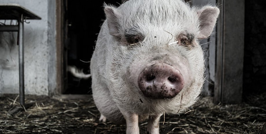 Фото: Deraman Uskratzt/flickr.com