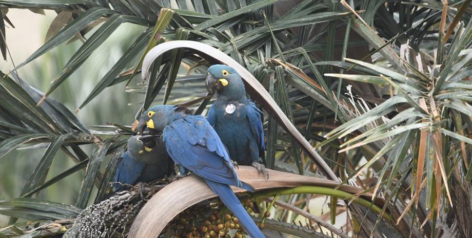 пташеня рідкісного ара Індиго