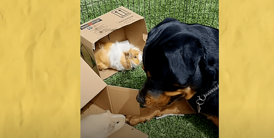 ротвейлерка, морські свинки ротвейлерка, морські свинки, домашні вихованці